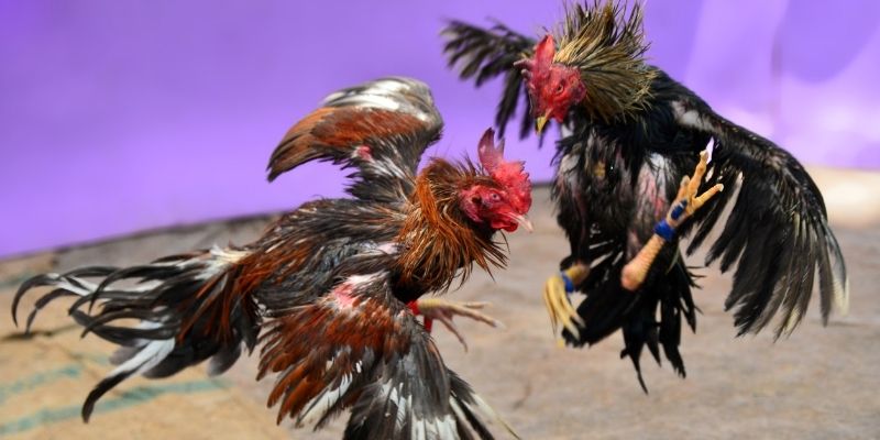 alo789 net nổ hũ tiếng anh là gì