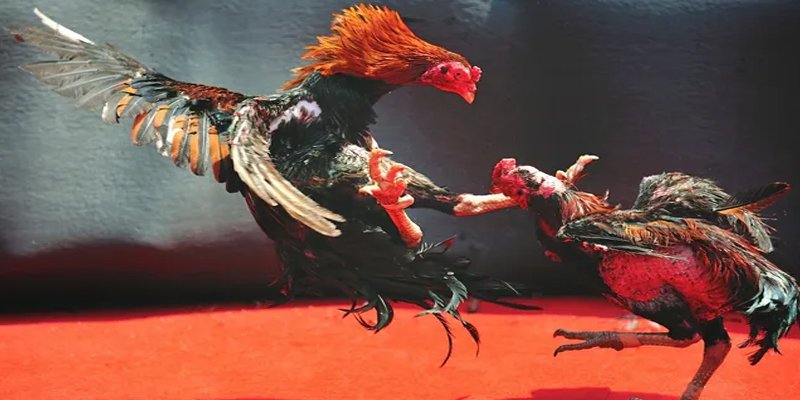 alo789 net đăng nhập nổ hũ số 1