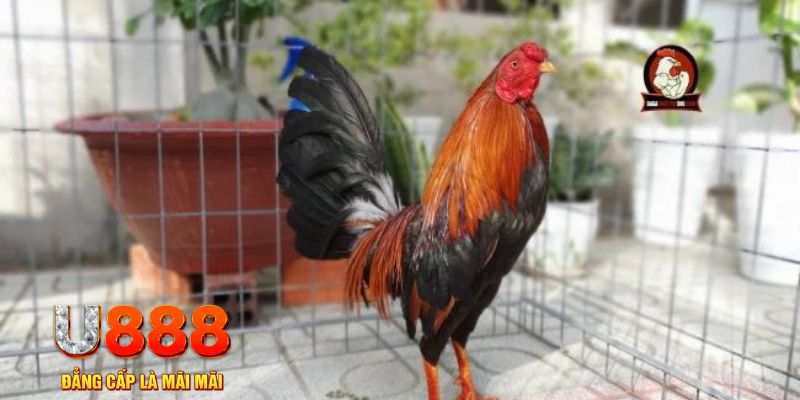 alo789 net tải nổ hũ trên máy tính