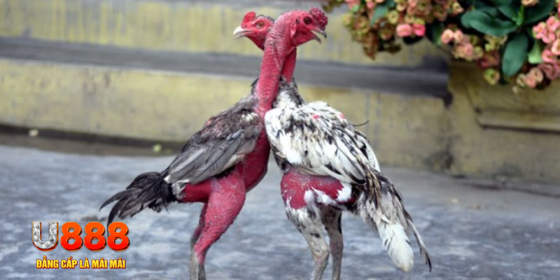 alo789 net bàn cầu điểm số tay trước trong baccarat là gì